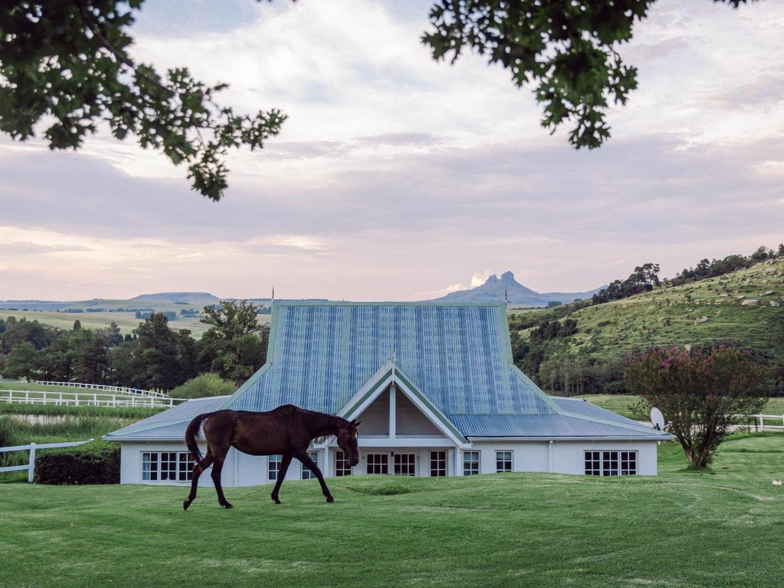 Oaklands Farm Stay Van Reenen Exteriör bild